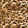 Leopardo