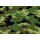 Camuflaje